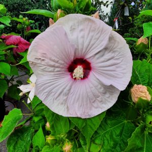 Staudenhibiskus, rosa-weiß