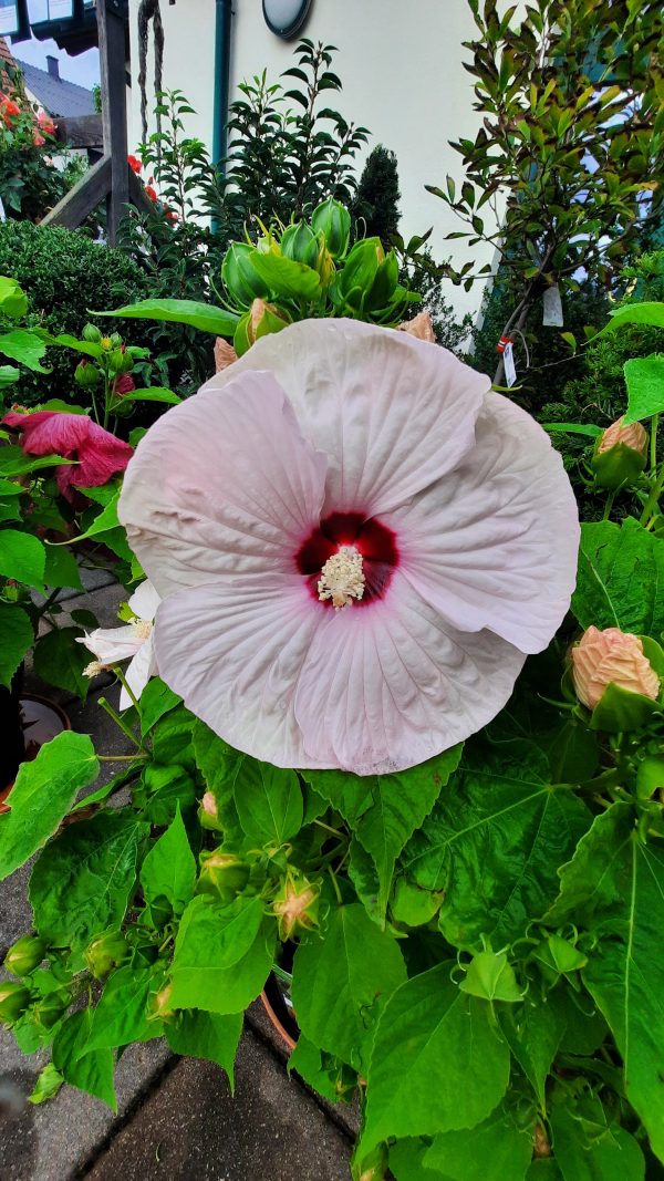 Staudenhibiskus, rosa-weiß