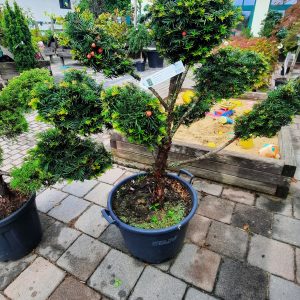 Eiben - Bonsai