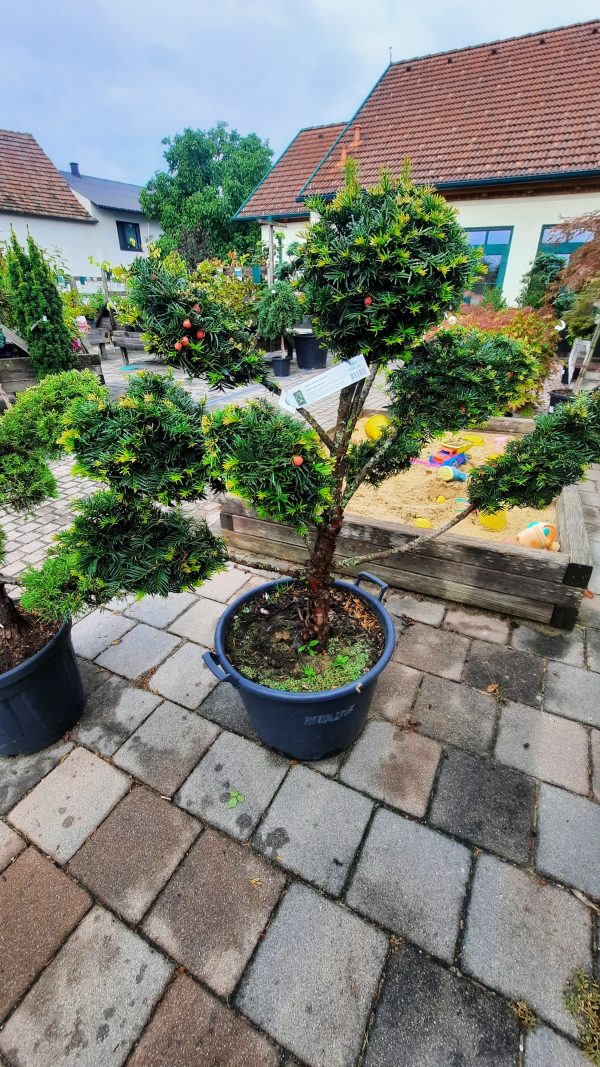 Eiben - Bonsai