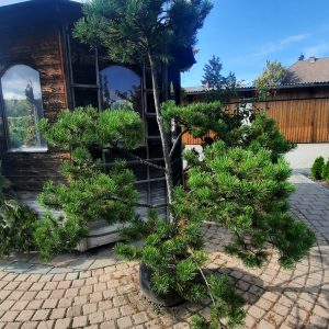 Schwarzföhre - Bonsai