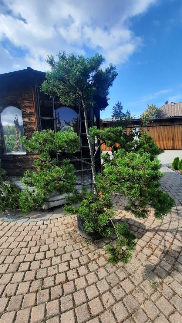 Schwarzföhre - Bonsai