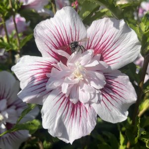 Hibiskus, Eibisch