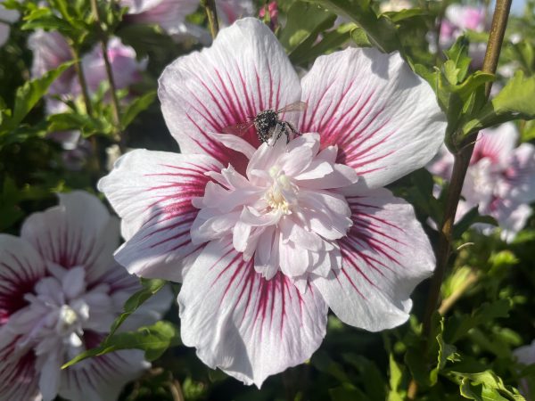 Hibiskus, Eibisch
