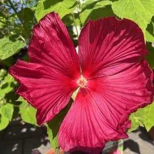 Staudenhibiskus rot