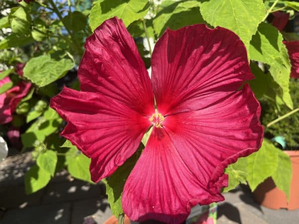 Staudenhibiskus rot