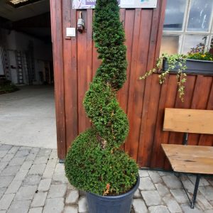 Eibenspirale