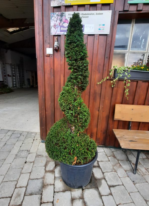 Eibenspirale