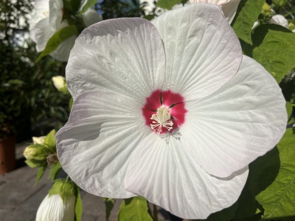 Staudenhibiskus, weiß