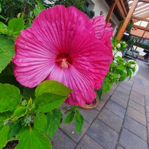 Staudenhibiskus, rosa