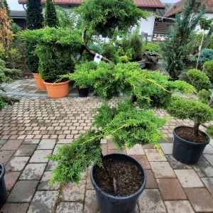 Wacholder - Bonsai