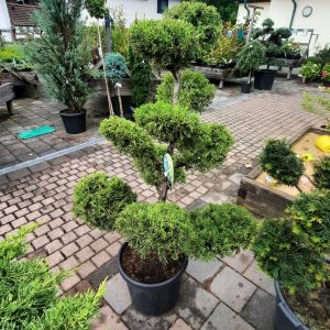 Wacholder - Bonsai