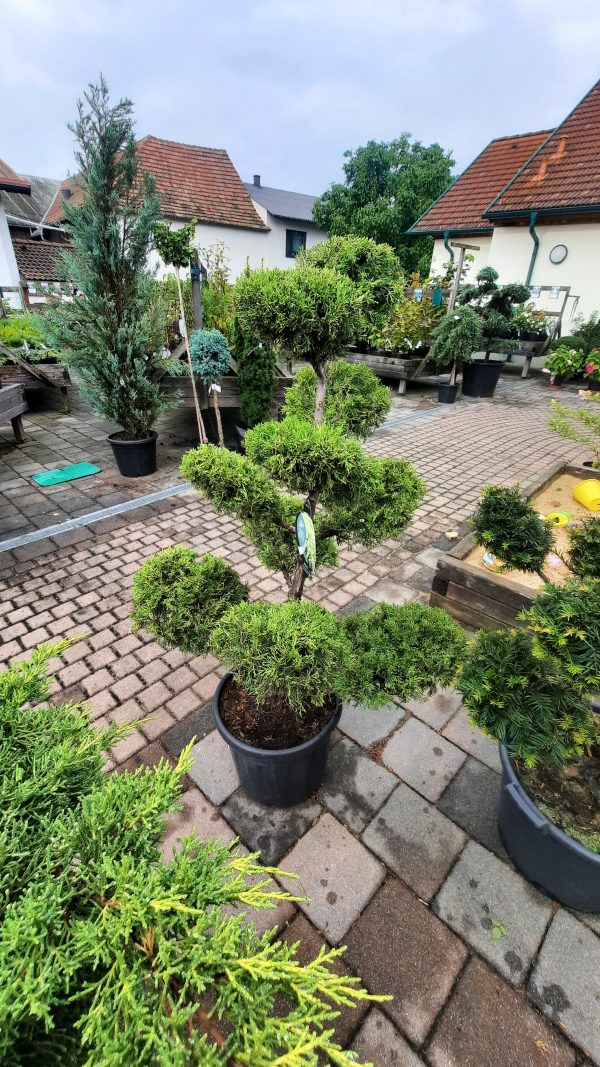 Wacholder - Bonsai
