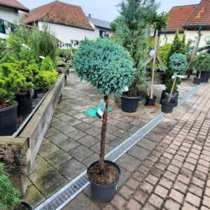Blaues Zwergwacholder - Stämmchen