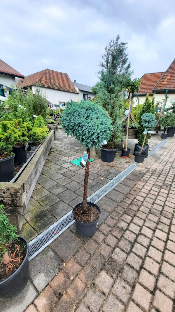 Blaues Zwergwacholder - Stämmchen
