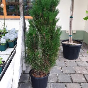Säulenschwarzföhre