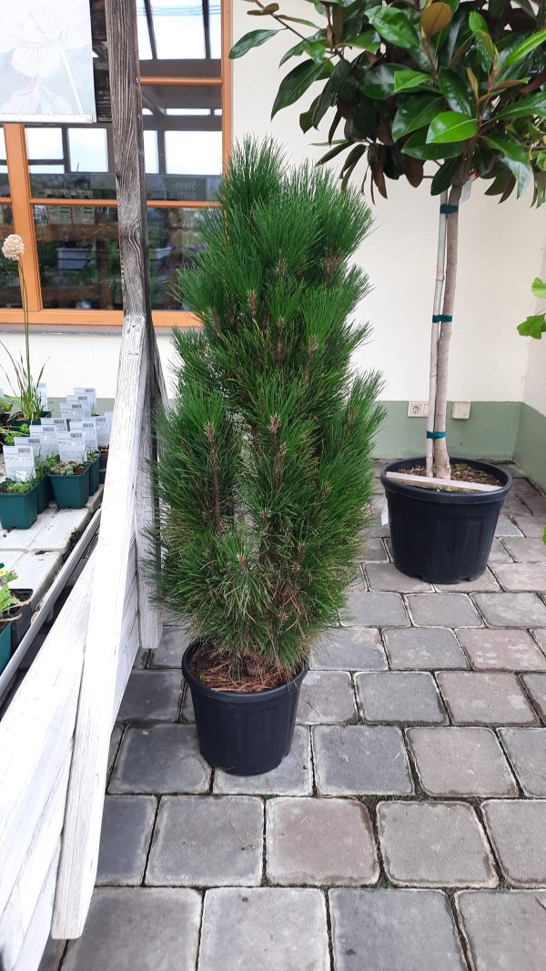 Säulenschwarzföhre