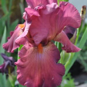 Iris