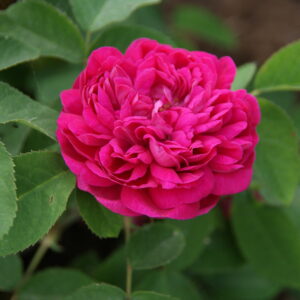 Rose Rose de Resht
