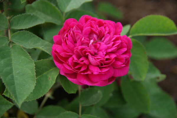 Rose Rose de Resht