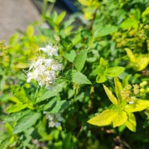 japanische Sommerspiere