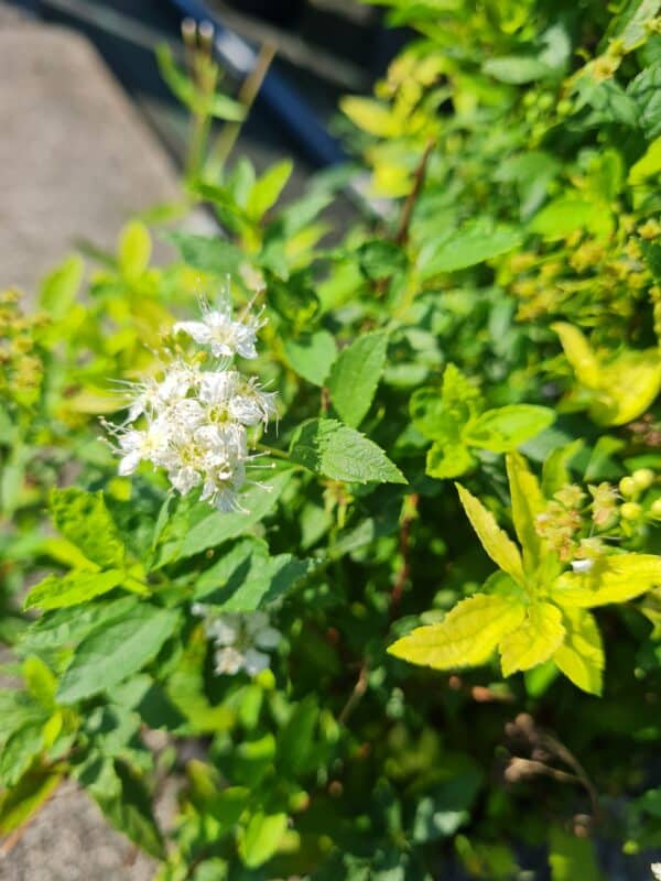 japanische Sommerspiere