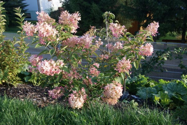 Rispenhortensie